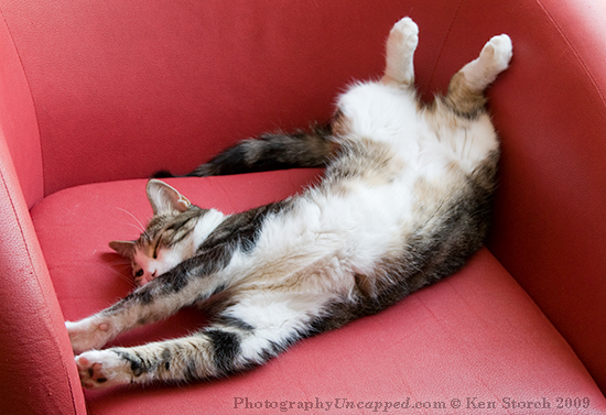 capellina_19990 "Capellina in Repose" or "The cat in the Red Chair Stretches Back"